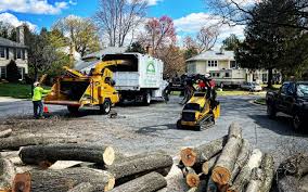 Best Tree Disease Treatment  in Reedsburg, WI